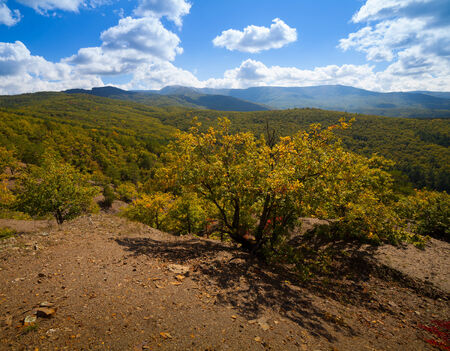 Autumn forest photographed during the day in the mountainsの写真素材