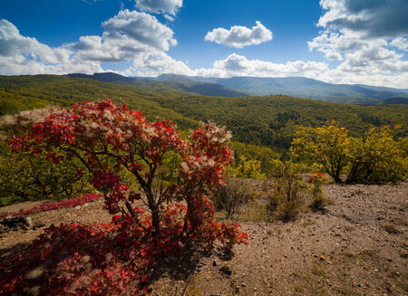 Autumn forest photographed during the day in the mountainsの写真素材