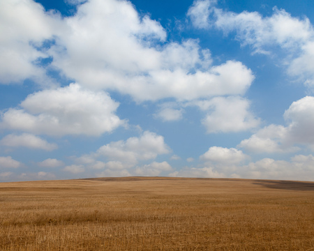 Yellow field with beautiful clouds.の写真素材