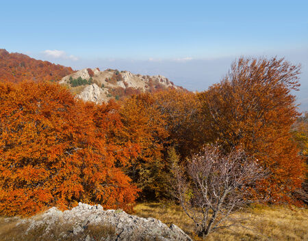 Autumn forest photographed during the day in the mountainsの写真素材