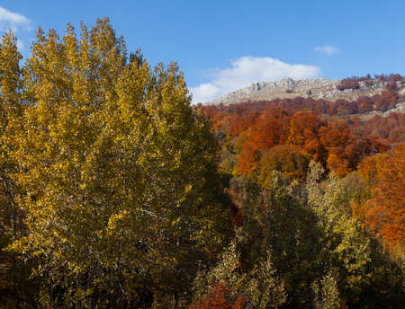 Autumn forest photographed during the day in the mountainsの写真素材