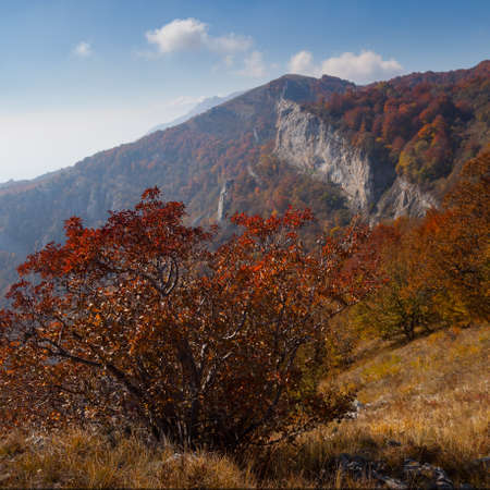 Autumn forest photographed during the day in the mountainsの写真素材