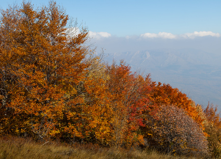 Autumn forest photographed during the day in the mountainsの写真素材