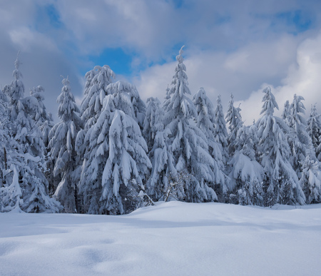 Beautiful winter forest, which I photographed in the mountainsの写真素材