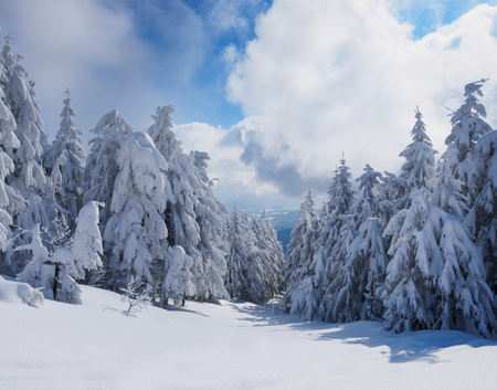 Beautiful winter forest, which I photographed in the mountainsの写真素材