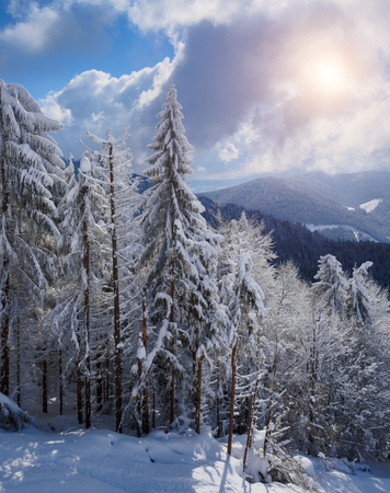 Beautiful winter forest, which I photographed in the mountainsの写真素材