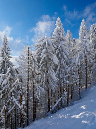 Beautiful winter forest, which I photographed in the mountainsの写真素材