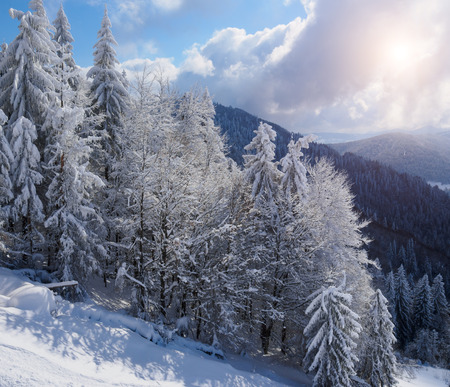 Beautiful winter forest, which I photographed in the mountainsの写真素材