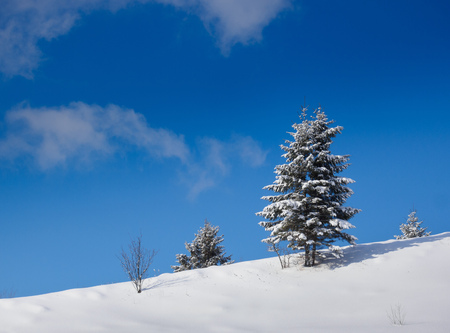 Beautiful winter forest, which I photographed in the mountainsの写真素材