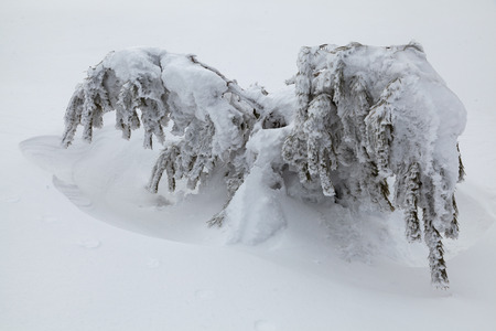 Beautiful winter forest, which I photographed in the mountainsの写真素材