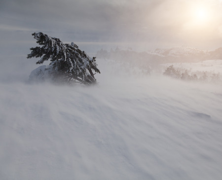 Beautiful winter forest, which I photographed in the mountains. Mystical foggy evening with the warm light of the sunset.の写真素材