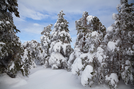 Beautiful winter forest, which I photographed in the mountainsの写真素材