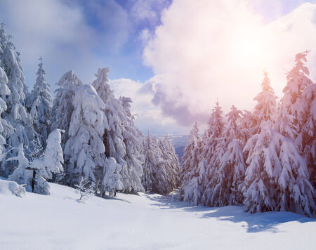 Beautiful winter forest, which I photographed in the mountains. Mystical foggy evening with the warm light of the sunset.の写真素材