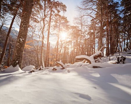 Winter sunny and frosty day is in mountains with woodsの写真素材