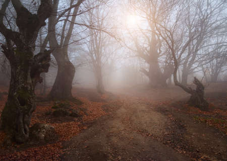 Beautiful autumn forest with mist in the distanceの写真素材