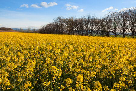 Fields and hills covered in bright yellow canola, colza or rapeseed flowers. With clouds and trees on the background.の写真素材