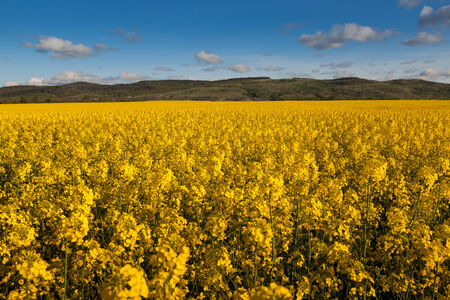 Fields and hills covered in bright yellow canola, colza or rapeseed flowers. With clouds and trees on the background.の写真素材
