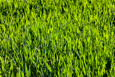 green grass field, photographed in the afternoonの写真素材
