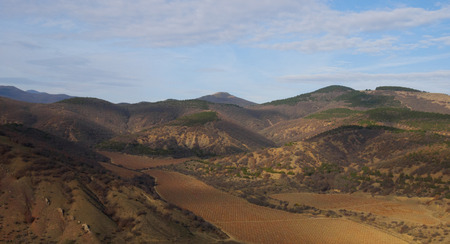 View of the grape fields with heights of the mountainsの写真素材