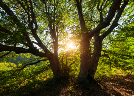 Evening sun shines through the leaves of a tree.の写真素材