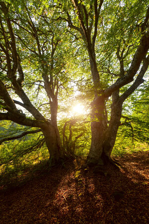 Evening sun shines through the leaves of a tree.の写真素材