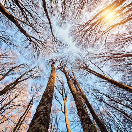 Beech forest on the sky backgroundの写真素材