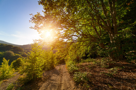 Evening sun shines through the leaves of a tree.の写真素材
