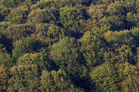 Crown green forest, photographed in the afternoon in the mountains.の写真素材