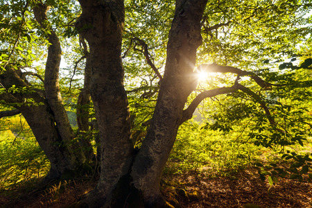Evening sun shines through the leaves of a tree.の写真素材