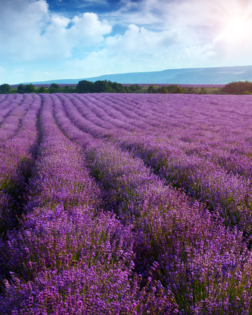 Lavender field on a background of clouds and mountainsの写真素材