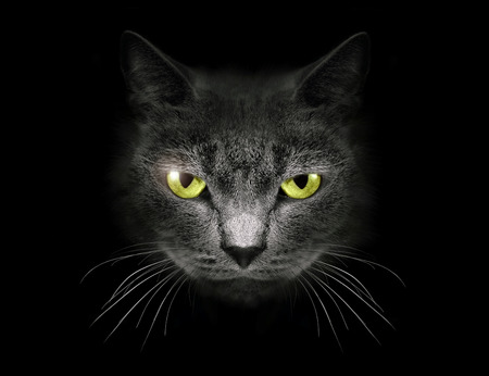 Muzzle a cat on a black background.の写真素材