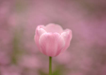 A single lovely pink tulip on pink background.