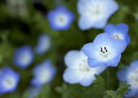 A bunch of lovely nemophila on green and blue .の写真素材