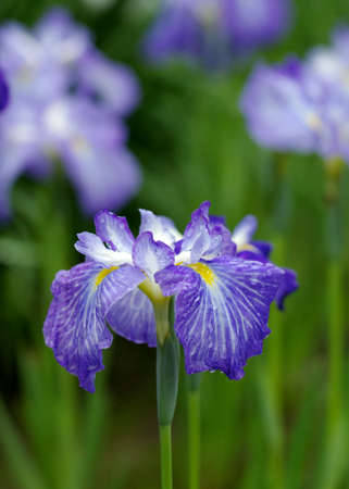 A bunch of blue Japanese iris with raindrops on green leaf background focus on petal.の写真素材