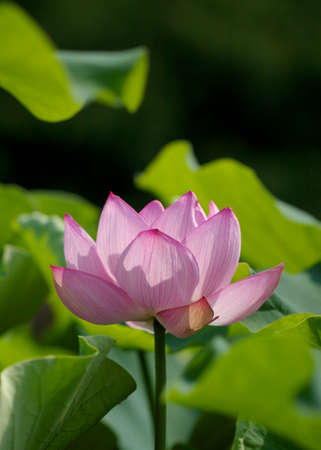 A blooming pink bright lotus flower on green leaf background.の写真素材