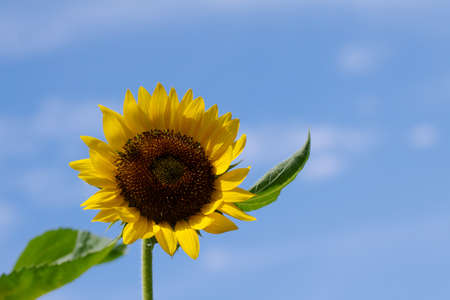 A single sunflower with leaves on blue sky background.の写真素材