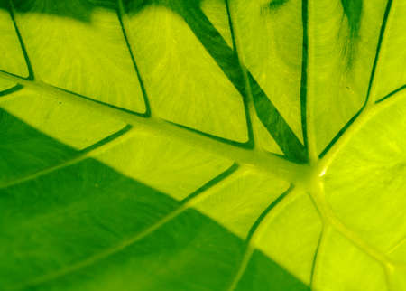 Closeup of sunny taro leaf.