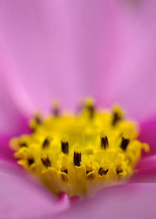 Closeup of pink cosmos focus on flower head.の写真素材