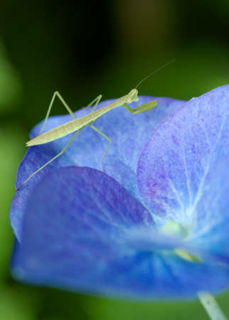 Praying Mantis and Hydrangeaの写真素材