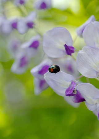 A black ladybug and blue Japanese wisteria on green background with bokeh.の写真素材
