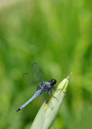 A common skimmer resting on the bud of Japanese iris.の写真素材