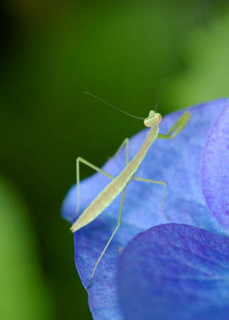 Praying Mantis and Hydrangeaの写真素材