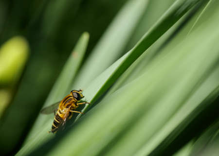 Closeup of hoverfly resting on the green leave.の写真素材
