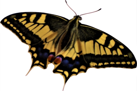 Papilio machaon - Papilionidae - Butterflyの写真素材