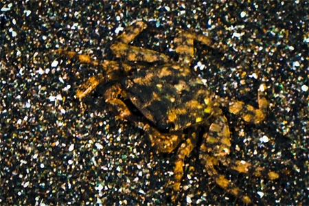 Crab Camouflaged in the Sand