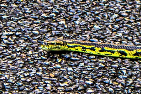 Slithering Snake Zoomed - Queensland - Australiaの写真素材