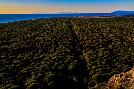 Coastal pine forest with the sea in the background - Maremma Natural Park - Tuscany - Italyの写真素材