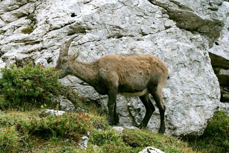 Wild alpine goat grazing a plant in the mountains - Cimolaia Valley - Friulane Dolomites National Park - Italyの写真素材