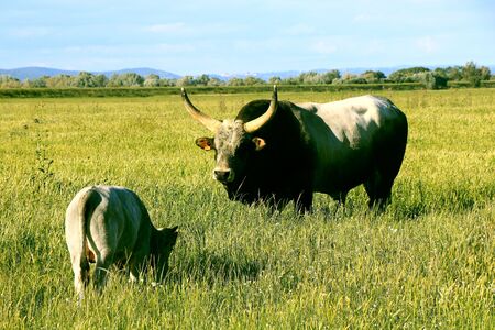Big horn bull watching a calf in the wild - Maremma Regional Park - Tuscany - Italyの写真素材