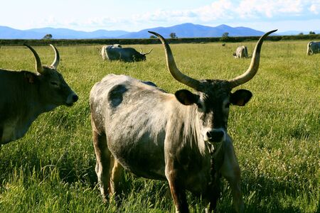 Big horn livestock grazing in the wild - Maremma Regional Park - Tuscany - Italyの写真素材